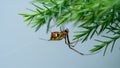 East Asian Joro spider on a spider web with a green pine tree background.